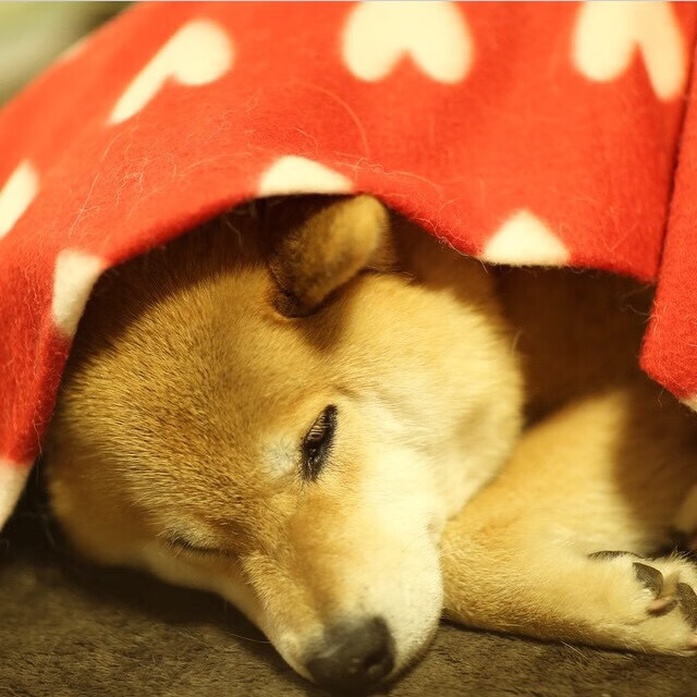 陈佳跳水风格清新利落,陈佳 mqa